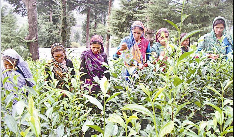 Tea Estate will develop seven new locations