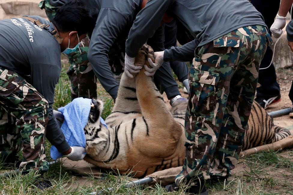 tigers removed from buddhist temple in thailand