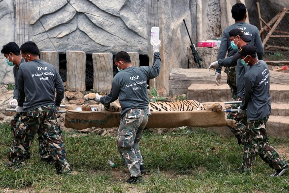 tigers removed from buddhist temple in thailand