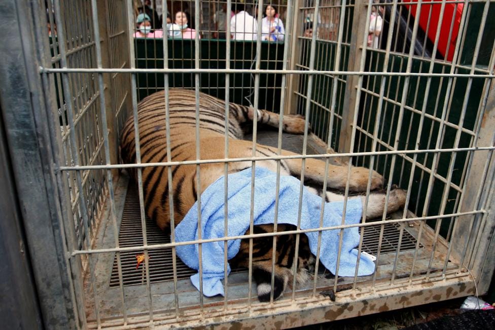 tigers removed from buddhist temple in thailand