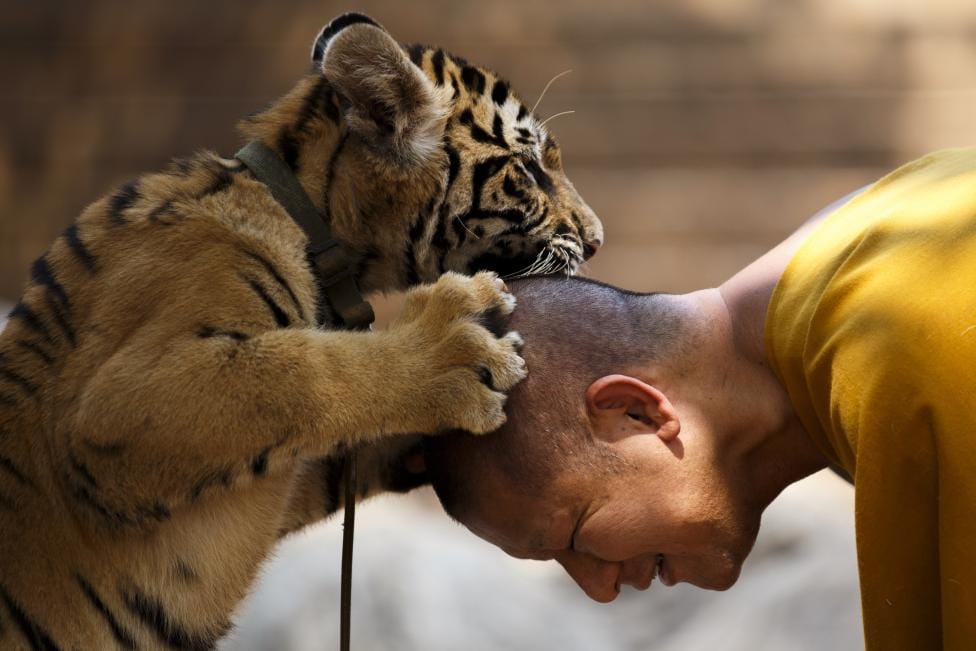 tigers removed from buddhist temple in thailand