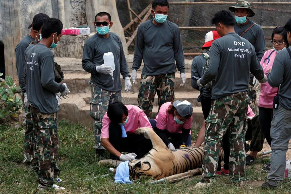 tigers removed from buddhist temple in thailand