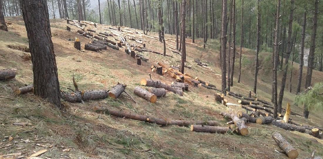 six sangwan trees cuting in amarkot ponta