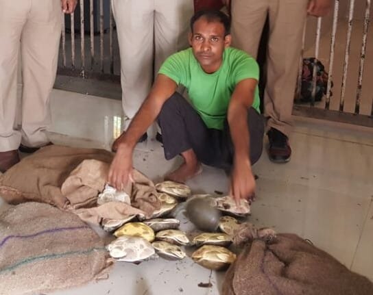 85 turtles recovered from the station, the captive