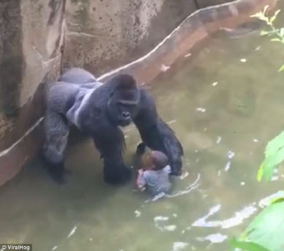 new video footage of harambe