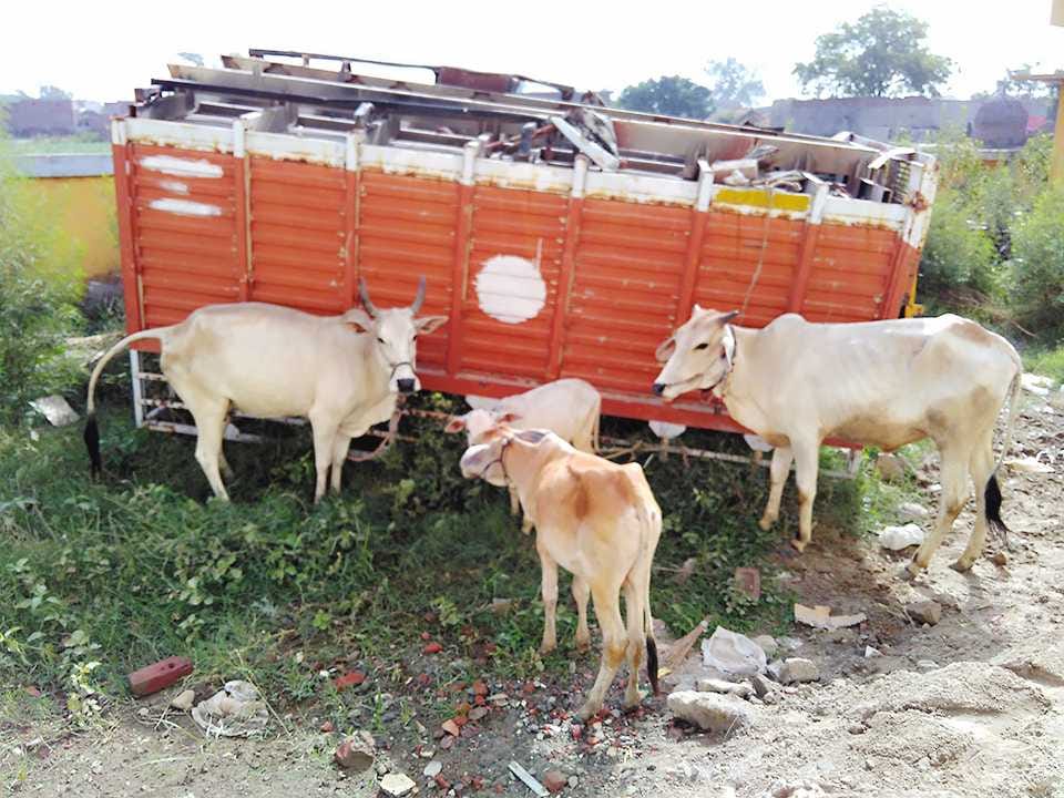 35 bovine animals cut Put meat supply