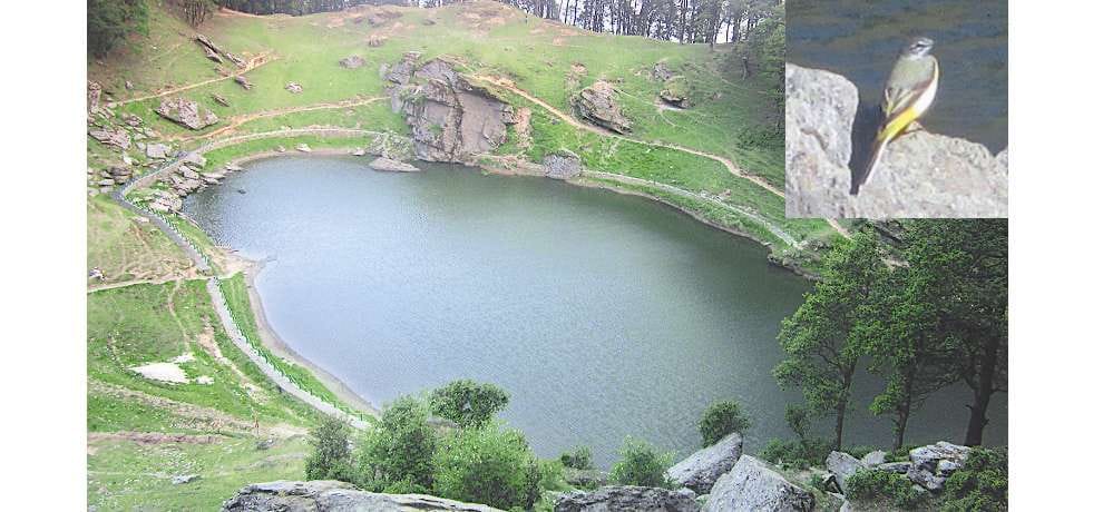 Story of 'Aabhi' a sparrow and saryolsar lake kullu himachal pradesh