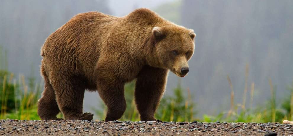 bear killing for sex power medicine.