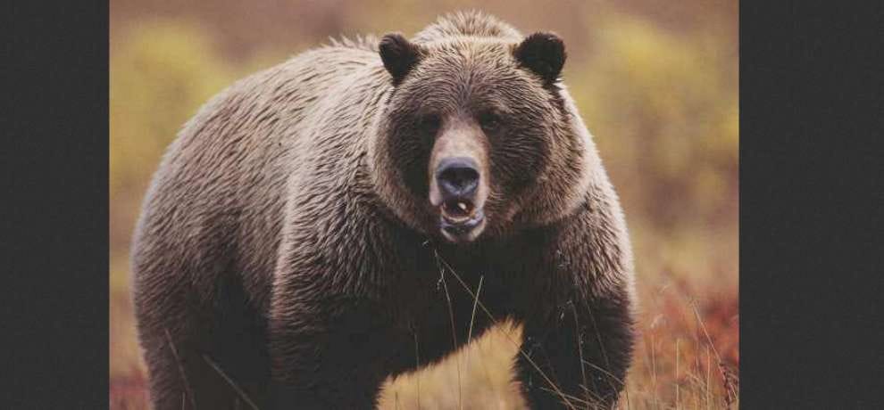 The bear attacked four people