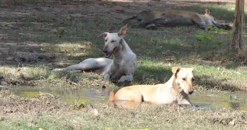 Stray dogs have bitten many people