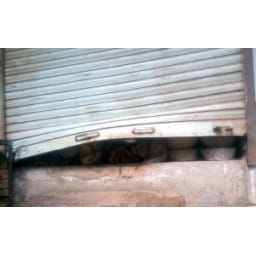 8 shops sutter broken in jind, theft shops jind