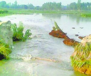 Minor cut, 50 acres of crop failure