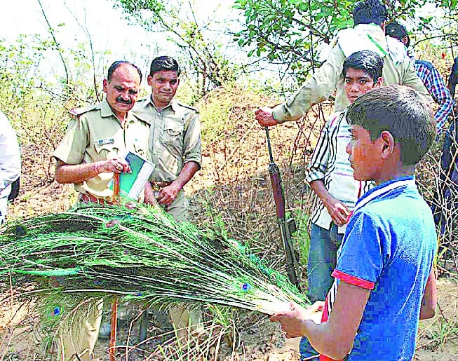 Victim of peacocks