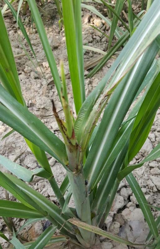 Pokka Boeing engaged in sugarcane crop disease