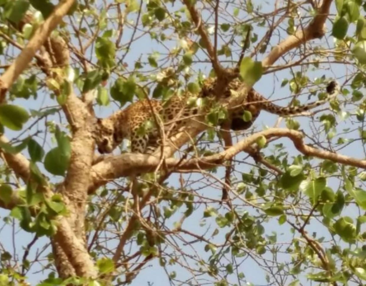  Leopard to the village in search of water