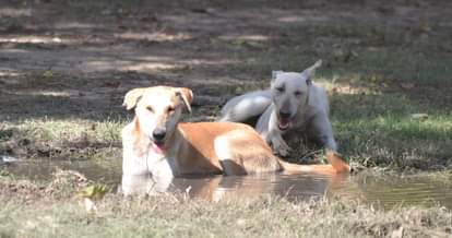 dog terror, chandigarh dog, dog bite, nagar nigam chandigarh, chandigarh