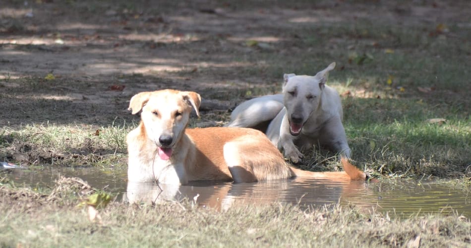 Aditya Mega City will treat the offending dog