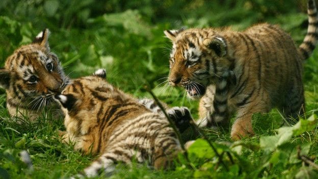 Cubs in the freezer of the temple body