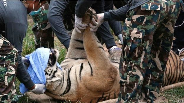 Cubs in the freezer of the temple body