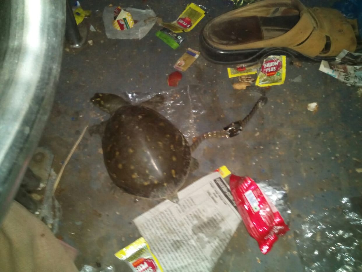 The turtle was found in the train compartment, chaos