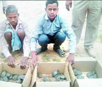 62 tortoise recovered, two arrested
