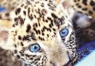 Leopard cubs at play