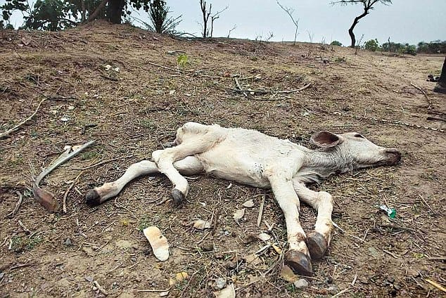 BJP’s love for the cow is only restricted to newspapers and TV studios- yogendra yadav