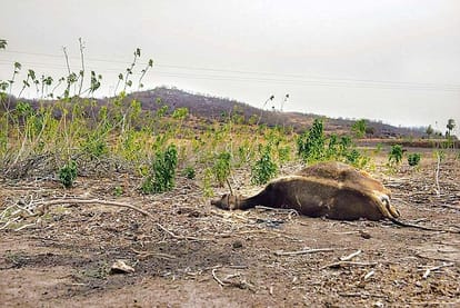 BJP’s love for the cow is only restricted to newspapers and TV studios- yogendra yadav