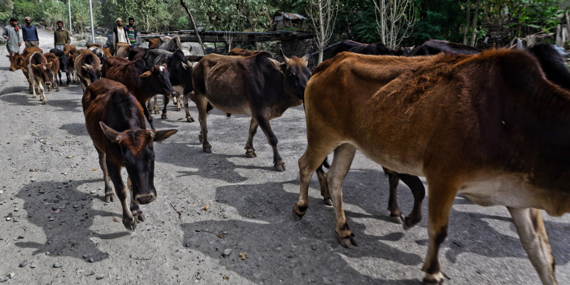 cattle smuggler