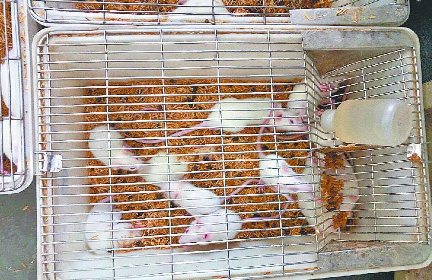 hindi story, gju, rat deth, Hisar