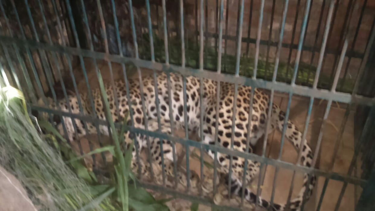  Leopard came under control after 40 hours