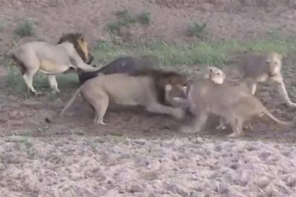 lions fight for buffalo