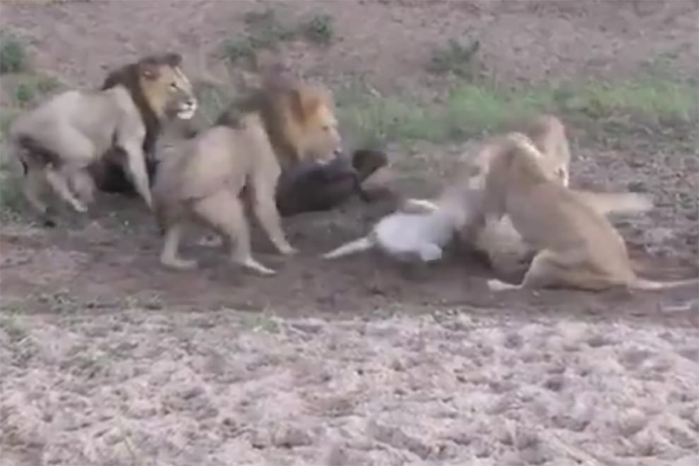lions fight for buffalo