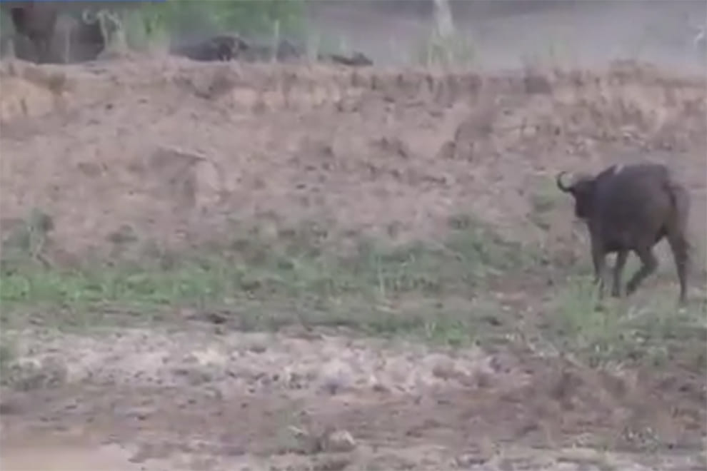 lions fight for buffalo