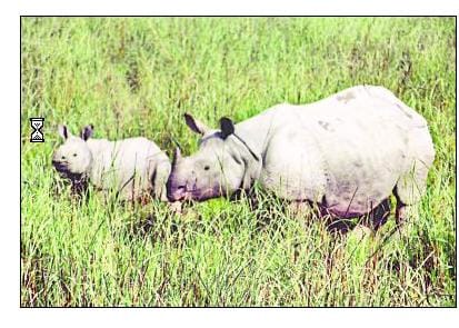 Rhino came back the same way, doing the