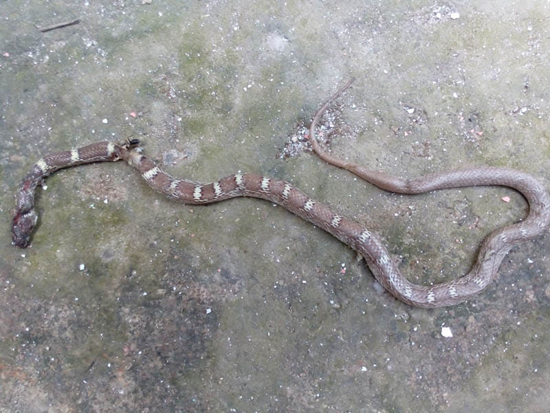 the snake done failure the effort of dacoiti in temple