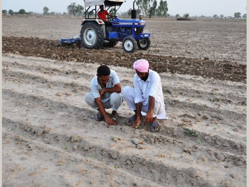 agriculture, attack on cotton in bhatinda, crop destroyed