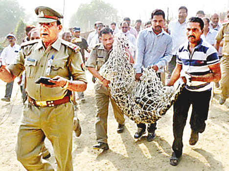 forest team caught leopard