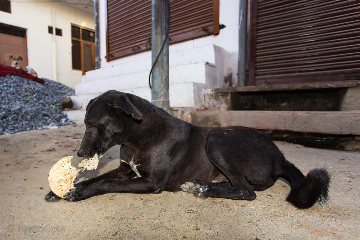 Serve these animals and birds to get relief from sufferings