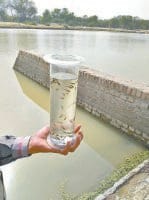 gambujiya fishes send in ponds,  protecting to larva of mosqito, fatehabad, harayana