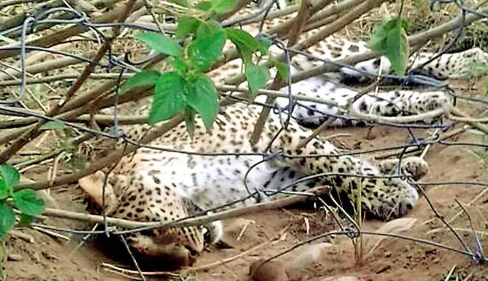 Guldar female caught in barbed wire death