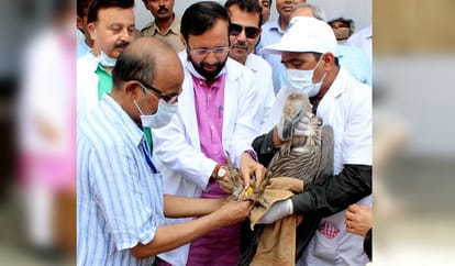 open cage but vulture not flew after eight hours