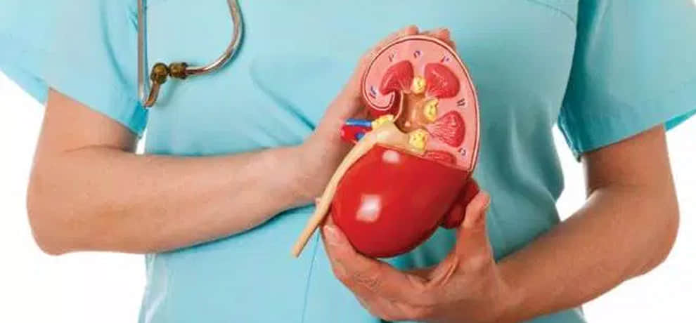 you should know these 10 important things about kidney