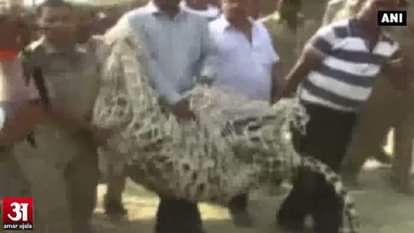 Forest officials rescue leopard from residential area