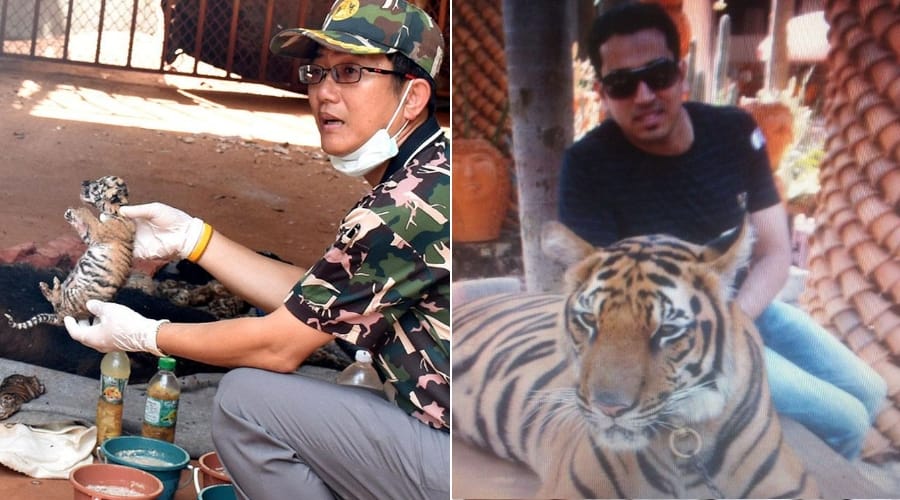 tiger temple visiters from lucknow shares theri experience 
