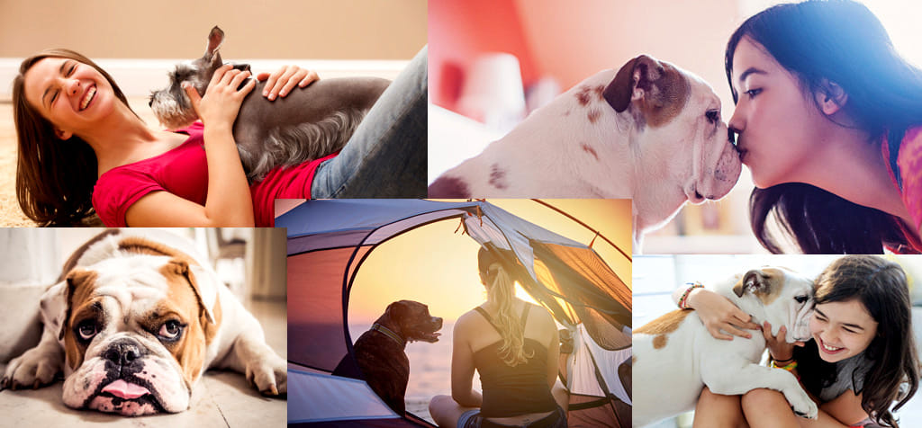 Top Ten dog breeds single woman loves