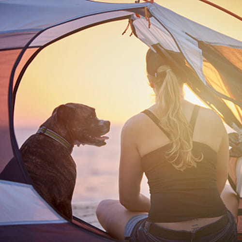 Top Ten dog breeds single woman loves