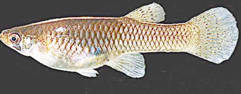 fish help to control dengue