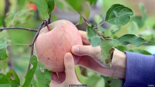Do you know where apple grows first?