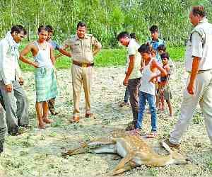 Deer found dead in a field 